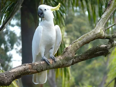 Попугаи - жизнь и реальность Parrots - life and reality