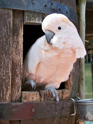 Амазонка с красными очками (amazona pretrei), красивый попугай на юге  бразилии. | Премиум Фото