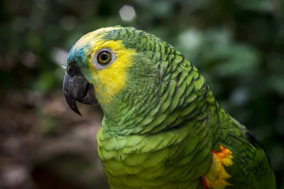 Хвост попугая амазона | Зоопарк