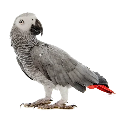 Амазон Попугай,умнейший попугай ,красивый,молодой,клетки вольеры: 600 $ -  Пташки Дніпро на Olx