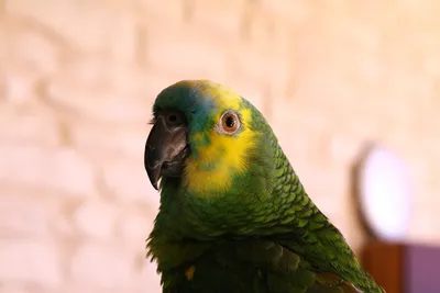 Зелёный попугай породы Амазон!..., …» — создано в Шедевруме