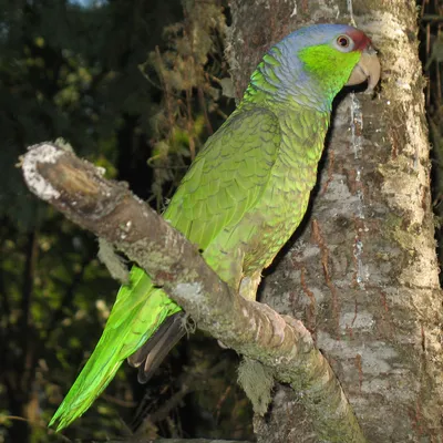 Зеленый попугай на одре Amazon. Икитос Перу Стоковое Фото - изображение  насчитывающей джунгли, природа: 179942188
