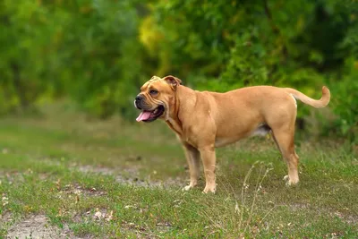 Ка-де-бо, майорский мастиф 🐕 - описание породы, фото - Гульдог