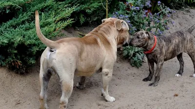 Kennel Miedo Del Toro, Ca de Bou-Ка де Бо | Moscow