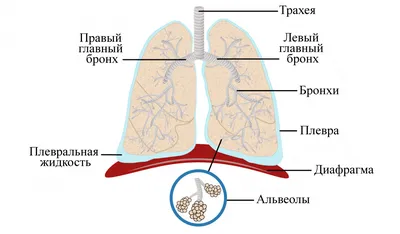 Резекция легкого (сегментэктомия) при туберкулезе легкого, операция в Москве