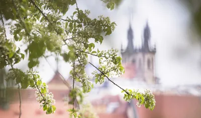 Картинки прага весной (70 фото) » Картинки и статусы про окружающий мир  вокруг