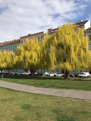 Вояновы сады в Праге | Пикабу