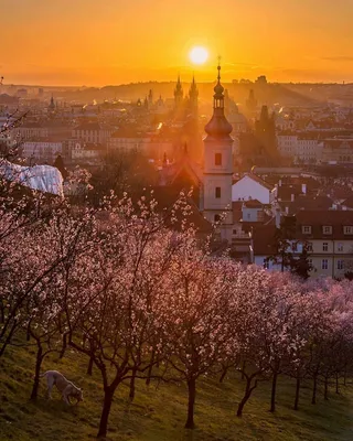 Весенняя прага (56 фото) »