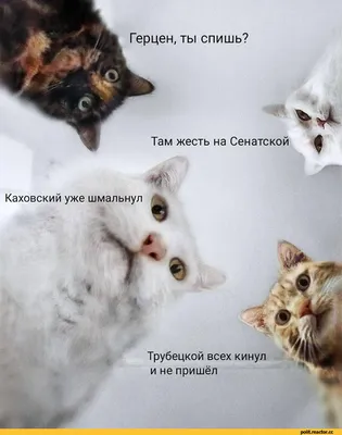 romkamagic | жесть😂#юморприколы #хаха #смехдослез #юмориразвлечения # приколы #юморист #смешное #рекомендации #скетч-шоу #весело #рофлы  #презерватив #ха | Дзен
