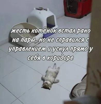 Пин от пользователя Olga Mayskaya на доске Юмор | Веселые картинки, Юмор  про кошек, Домашние животные юмор