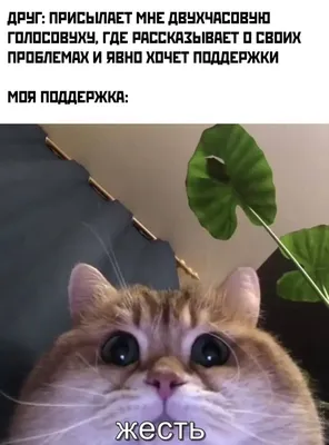 Пин от пользователя Никитиевич на доске Ржачное | Веселые мемы, Мемы,  Смешные шутки