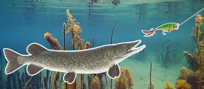 IvTopFish Силиконовые приманки для рыбалки мягкие микроджига на щуку