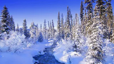 Фон рабочего стола где видно nature, winter, snow, tree branch in the snow,  winter landscape, природа, зима, снег, ветка елки в снегу, зимний пейзаж