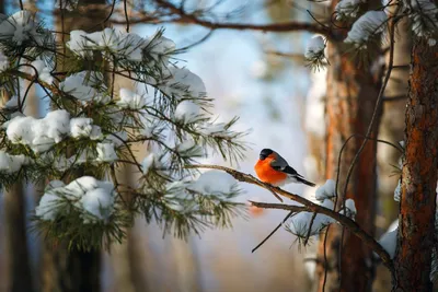 Пейзажи высокого разрешения (Nature | 40 best pics) (40 обоев) » Обои для  рабочего стола, красивые картинки. Ежедневно