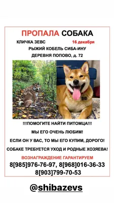 🆘ВНИМАНИЕ! Пропала собака! Её ищут! МО, Вороново и окрестности! Все  подробности в объявлении. Пожалуйста, максимальный репост!  #ПотеряласьСобака #ИщуСобаку... - Международный благотворительный фонд  помощи животным \"Дарящие Надежду\" | Facebook