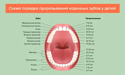 График прорезывания зубов | Детский доктор