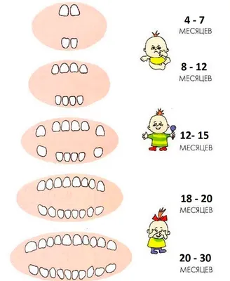 Прорезывание зубов: как помочь малышу?