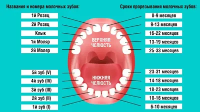 Прорезывание зубов у ребенка | Лечение и профессиональный уход - блог  стоматологической клиники Complex Dent в Киеве