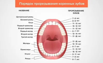 Схема прорезывания зубов у детей