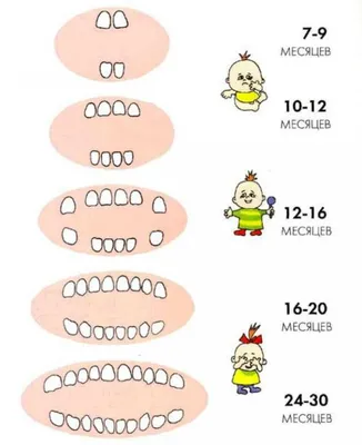 График прорезывания зубов | Детский доктор