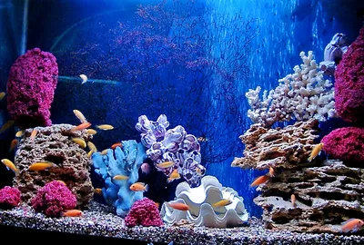 Фото псевдо морских аквариумов фотографии