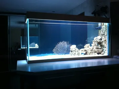 Магазин Poseidon, студия аквариумного дизайна