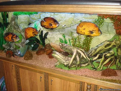 Пресноводный аквариум на заказ - купить в Москве