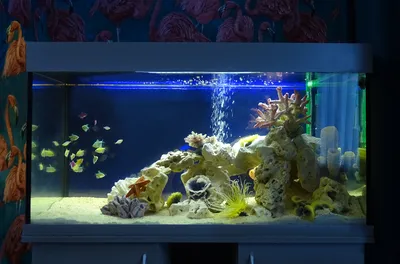 Аквариум AQUAEL NANO REEF DUO 2.0 куб, белый (49 л) - купить с доставкой по  выгодным ценам в интернет-магазине OZON (793113416)