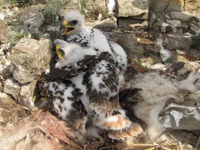 В России хищные птицы гибнут из-за изменений климата - Российская газета