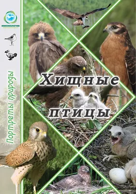 Пернатый рестарт: как в Москве реабилитируют хищных птиц – Москва 24,  17.09.2015