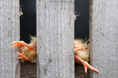Ученые оценили условия гнездования пернатых хищников в Республике Алтай