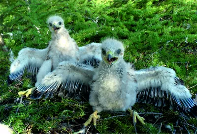 Четвертый очерк - отряд: Соколообразные Falconiformes