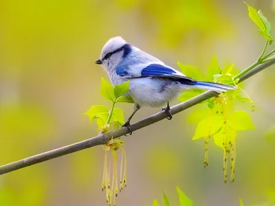 Зимние птицы весной. Photographer vladilenoff