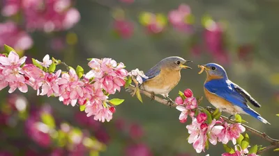 Весенние птицы рисунки - 72 фото
