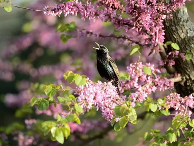 Весенние птицы (58 фото) - 58 фото