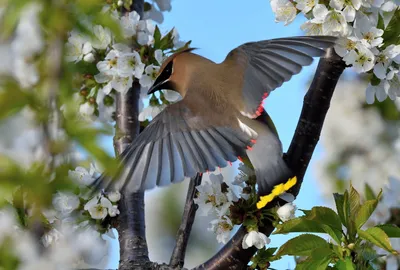 Птицы весной стоковое фото. изображение насчитывающей возбужденный -  92325952