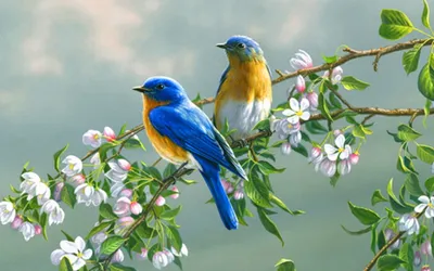 Птицы весной - красивые фото