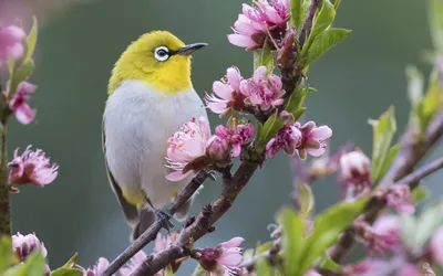 Птички весной (67 фото) - 67 фото