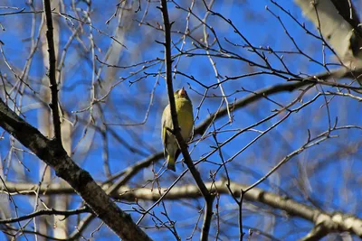 Фон птицы весной (57 фото)