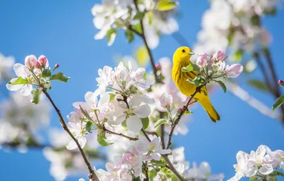 Прилет птиц весной (44 фото) - красивые фото и картинки pofoto.club