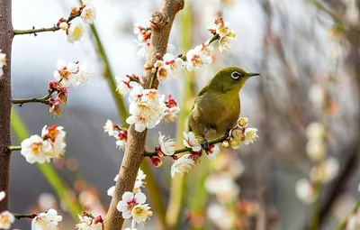 Зеленушка, щегол, зяблик и свиристель: птицы в парках весной - Михаил  Соколов