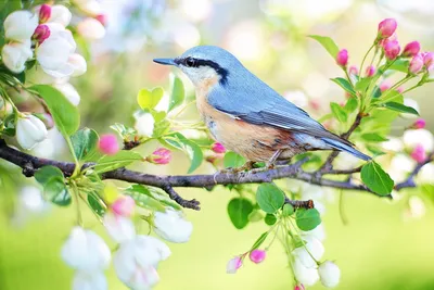 Весенние птицы - красивые фото