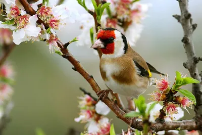 Птицы весной (59 фото) - 59 фото