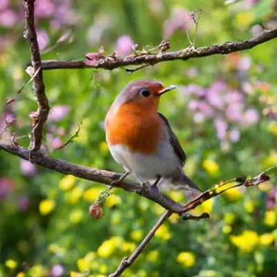 Нужно ли кормить птиц весной? | Братья и сестры птицы | Дзен