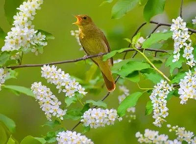 Картинки сюжетная птицы весной (67 фото) » Картинки и статусы про  окружающий мир вокруг