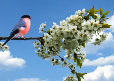 Ранние весенние птицы - картинки и фото poknok.art