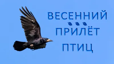 Весенние птицы прилетели в Новосибирск на две недели раньше срока |  ОБЩЕСТВО | АиФ Новосибирск
