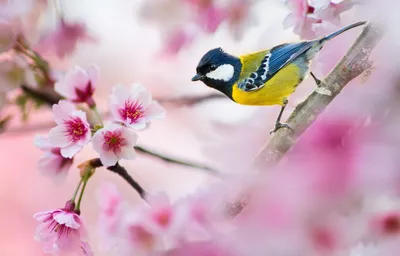 Какие перелётные птицы прилетают весной? - YouTube