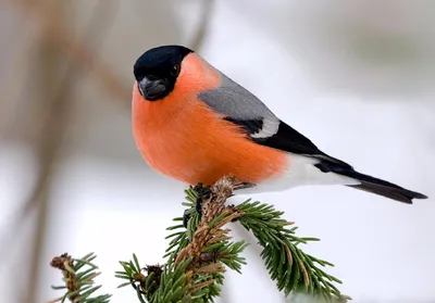 Фото птичек зимой фотографии