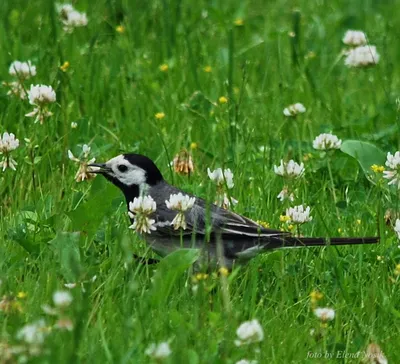 Чёрный ворон (Corvus corax),... - Дикая природа Латвии | Facebook